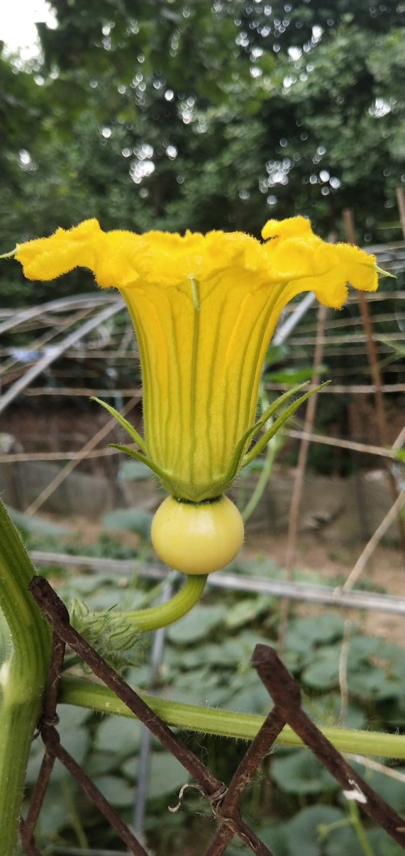 板栗小南瓜