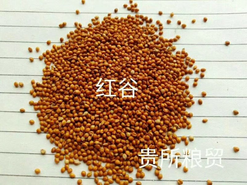 旧谷子，大量出售，加工小米，做鸟粮谷子特价谷子黄谷子中颗
