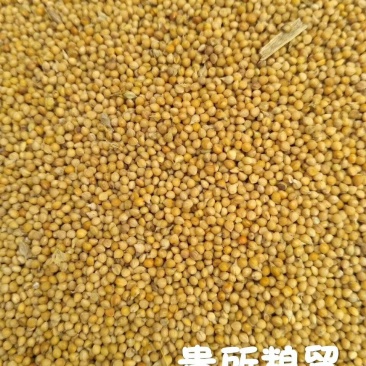 旧谷子，大量出售，加工小米，做鸟粮谷子特价谷子黄谷子中颗