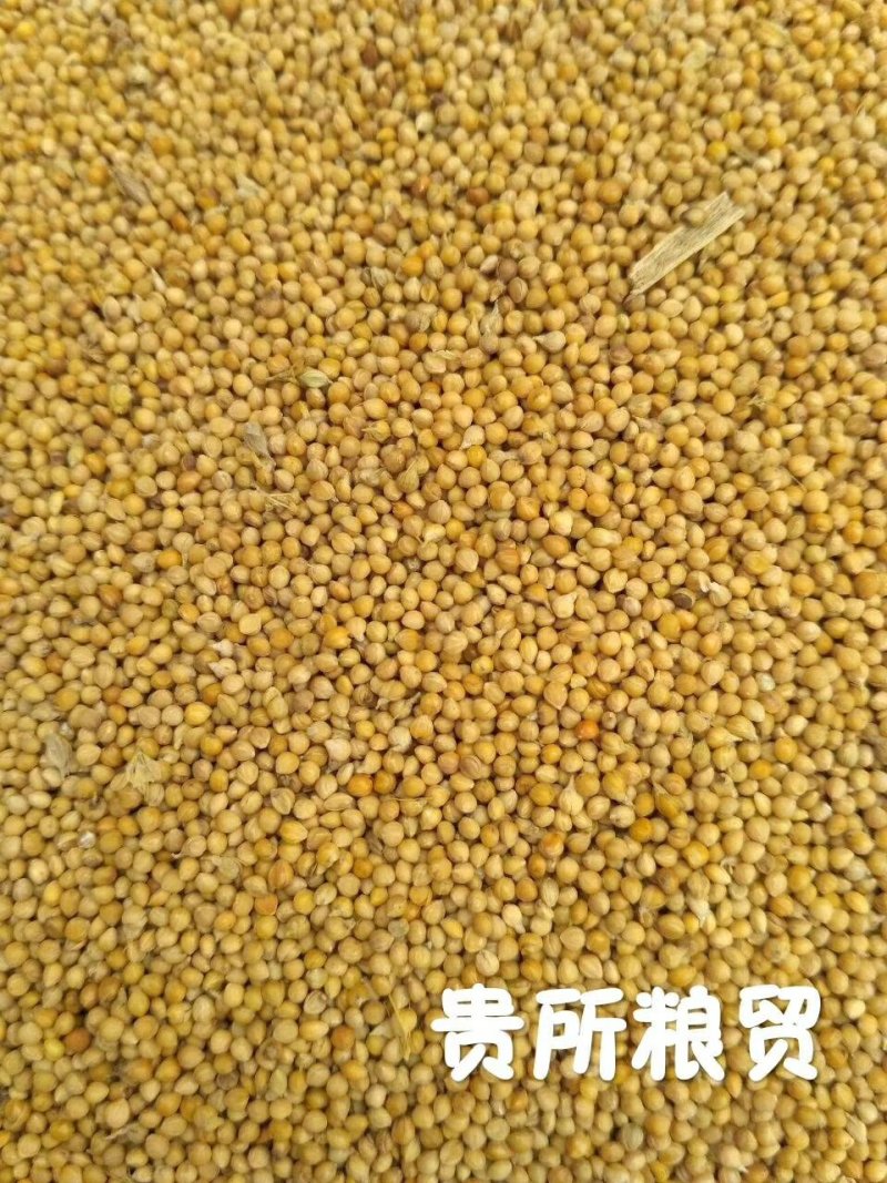 旧谷子，大量出售，加工小米，做鸟粮谷子特价谷子黄谷子中颗