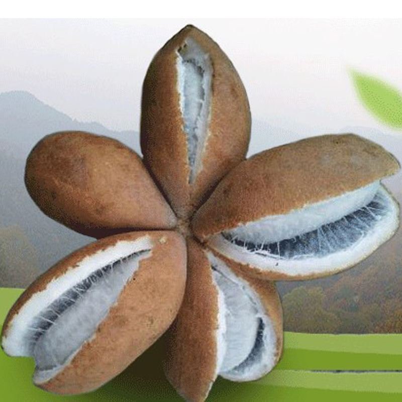八月瓜野生八月瓜大量有货