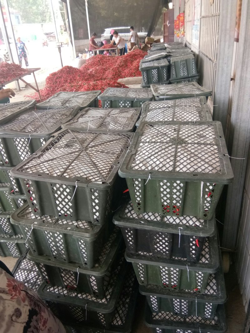 精品小米椒，万亩小米椒基地，支持全国发货，提供各种包装
