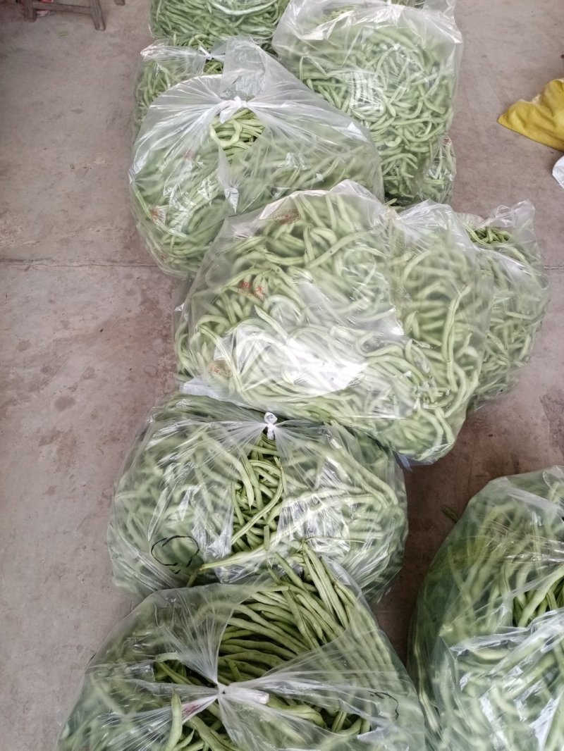 无丝豆！