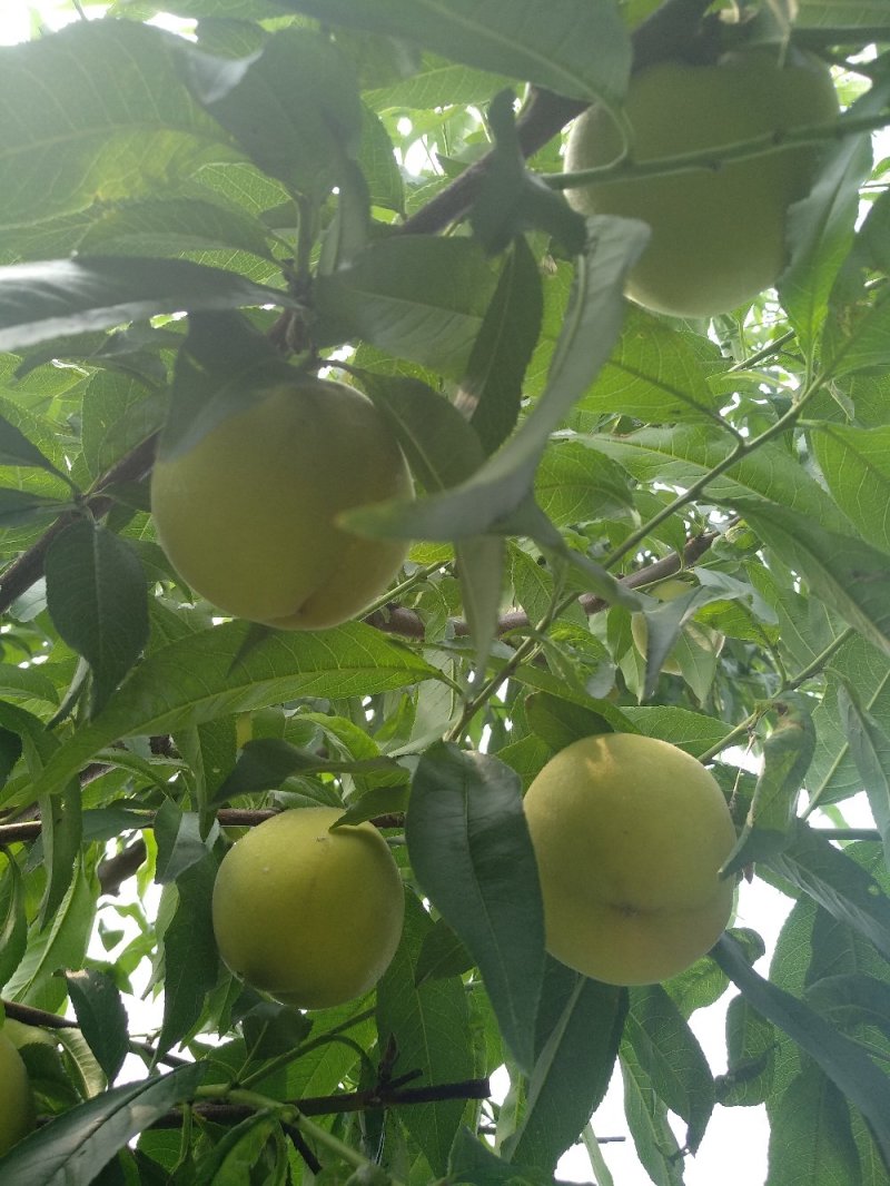 黄金蜜个大，皮薄，脆而甜，单果重400克。