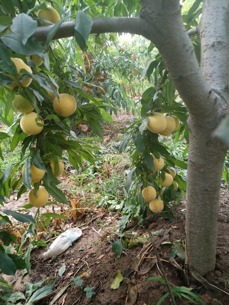 黄金蜜个大，皮薄，脆而甜，单果重400克。