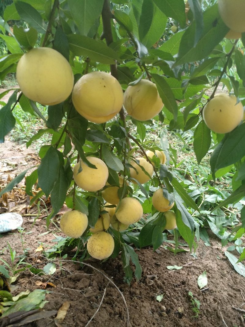 黄金蜜个大，皮薄，脆而甜，单果重400克。