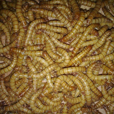 黄粉虫