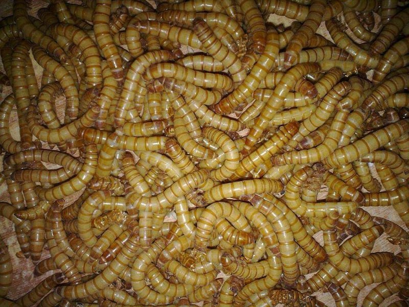 黄粉虫