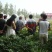 牡丹苗，菏泽牡丹苗，1—3年苗，保成活，包回收，现要现挖