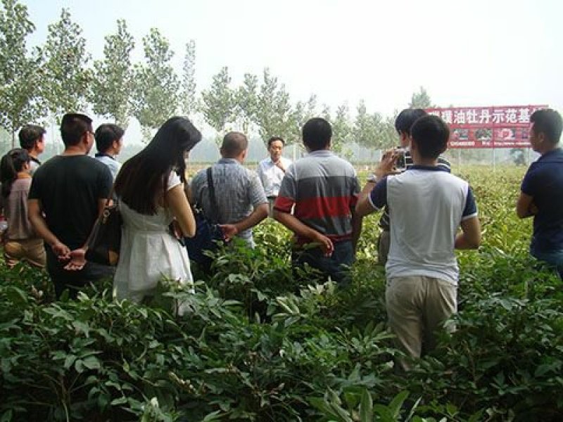 牡丹苗，菏泽牡丹苗，1—3年苗，保成活，包回收，现要现挖