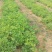 牡丹苗，菏泽牡丹苗，1—3年苗，保成活，包回收，现要现挖