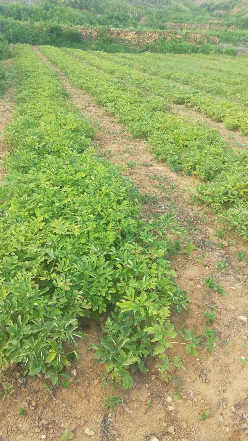 牡丹苗，菏泽牡丹苗，1—3年苗，保成活，包回收，现要现挖