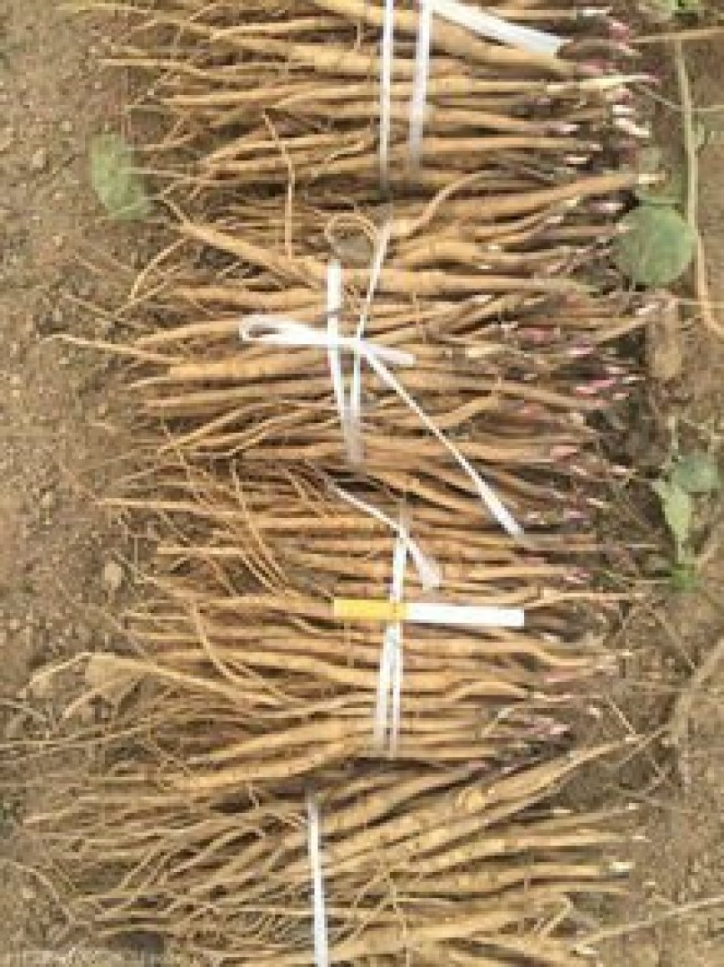 牡丹苗，菏泽牡丹苗，1—3年苗，保成活，包回收，现要现挖