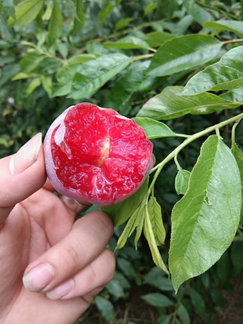 正宗山峰三华李。