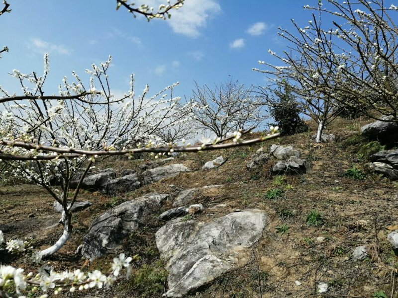 正宗山峰三华李。