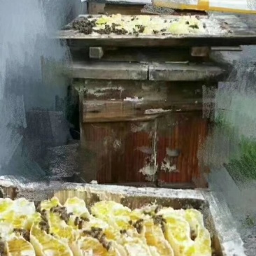 自家土蜂蜜