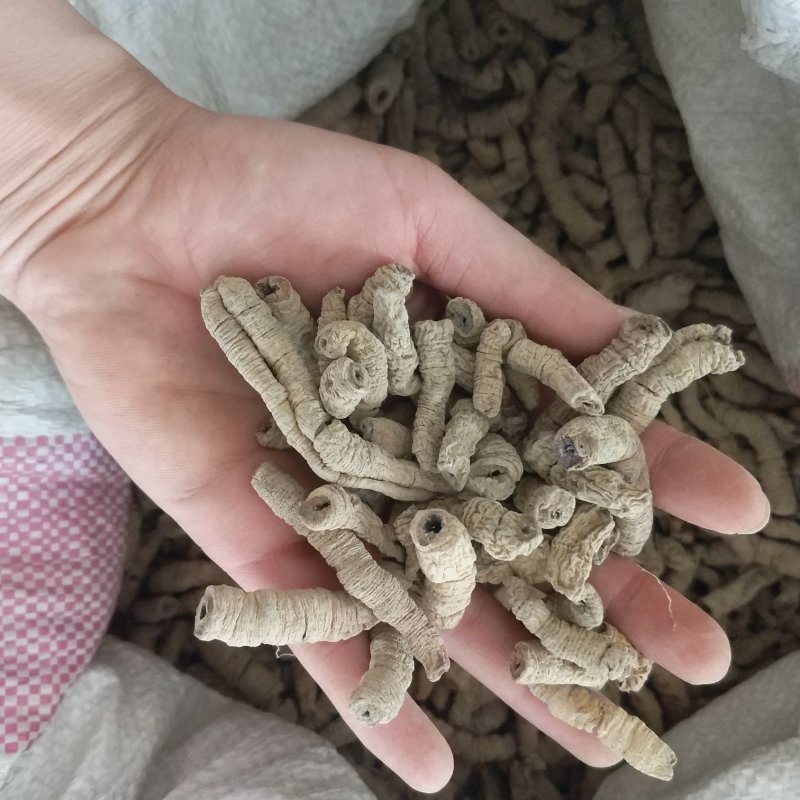 振兴药材批发供应巴戟天规格齐全产地直供一手货源全国发货