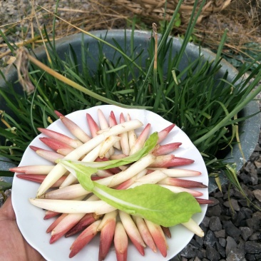 阳荷