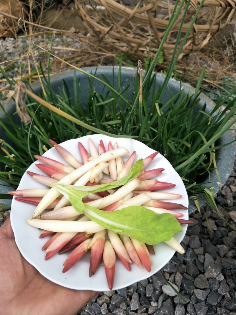 阳荷