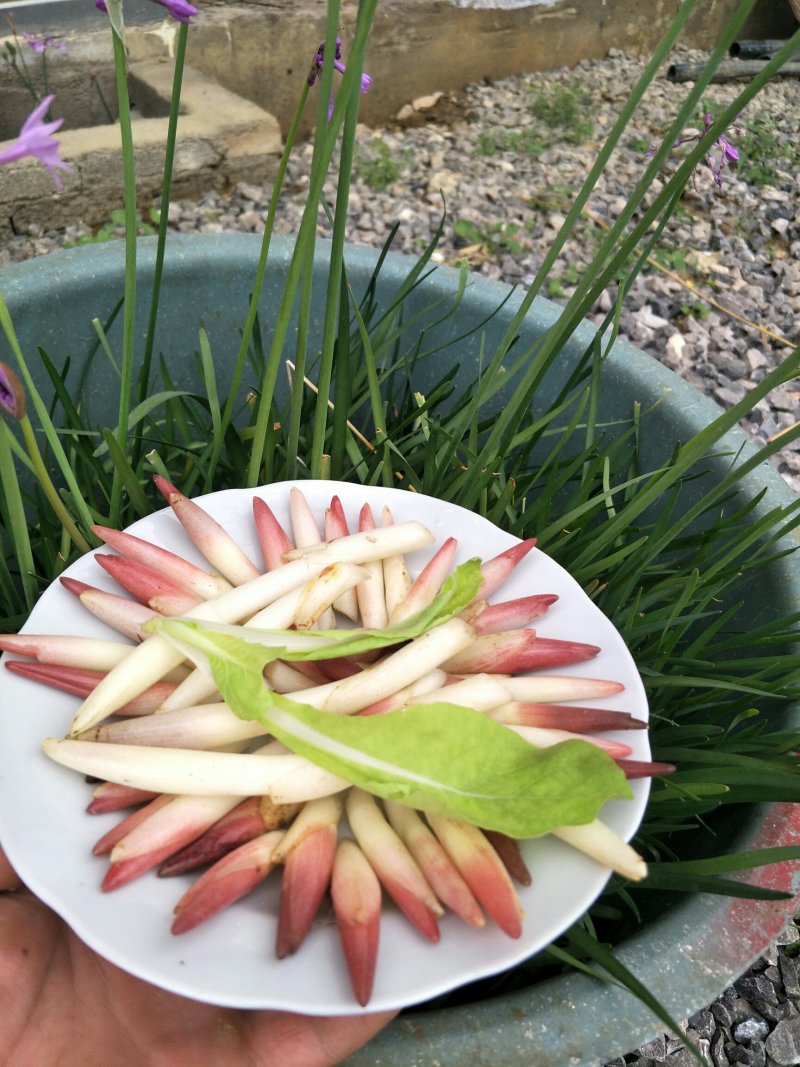 阳荷