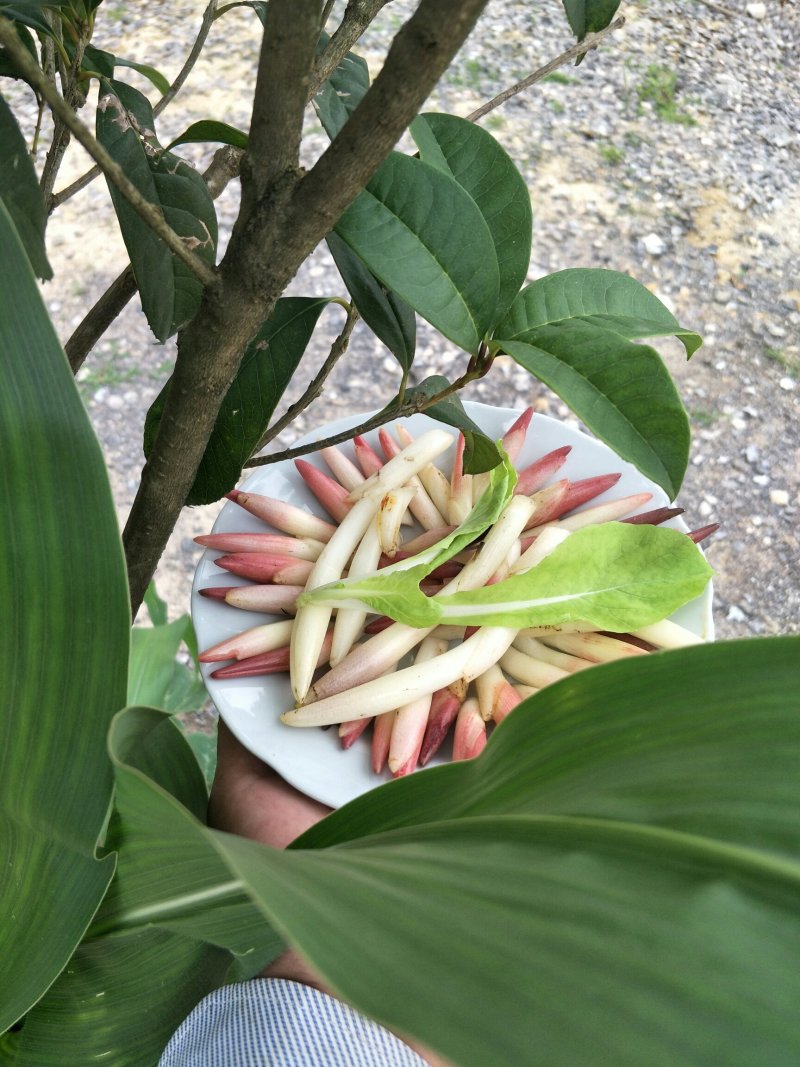 阳荷