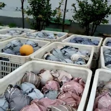 大量供应优质丰水梨货源充足