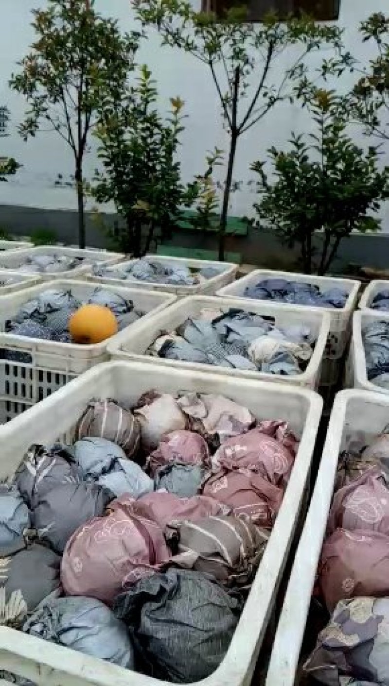 大量供应优质丰水梨货源充足