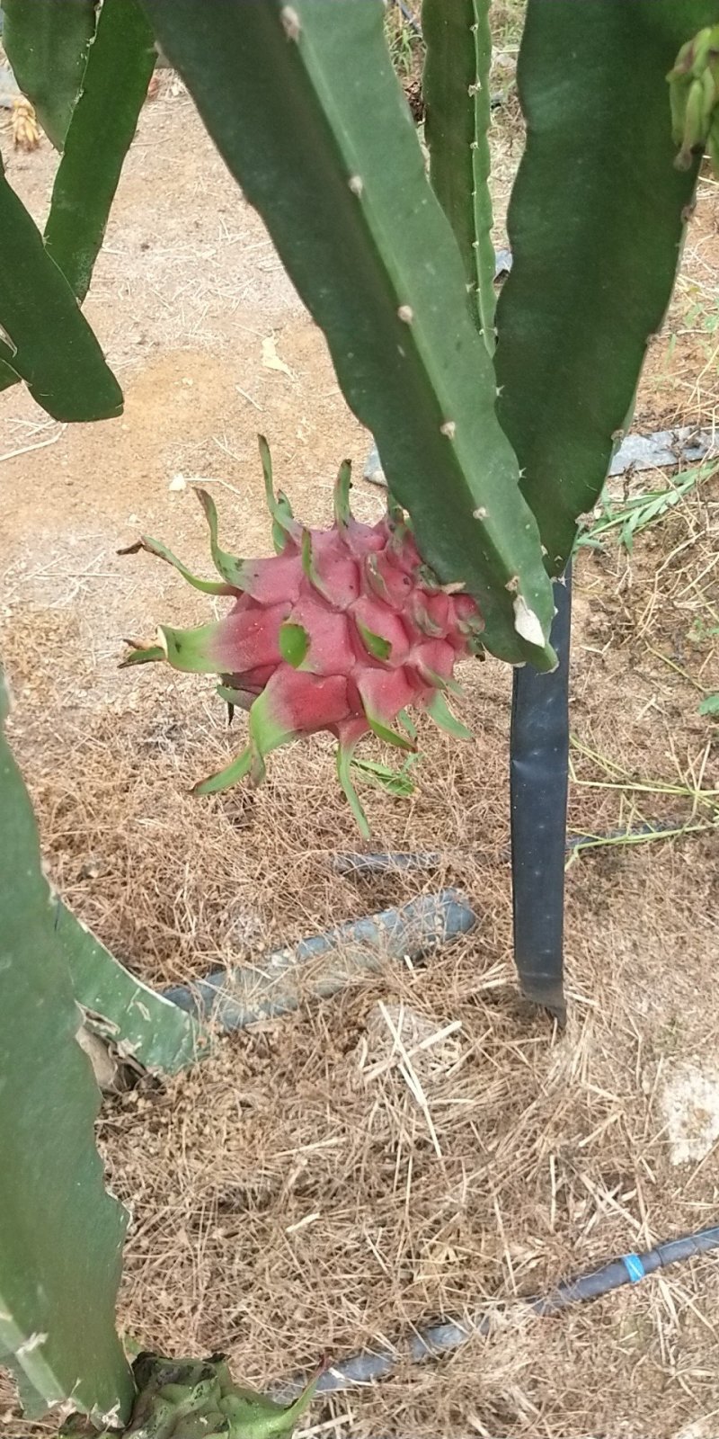 火龙果