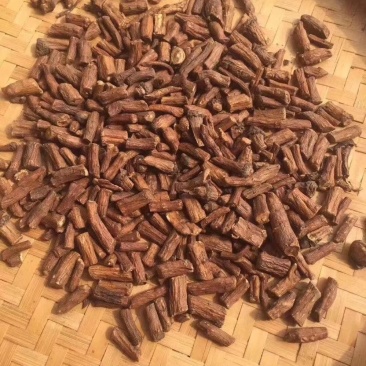 蒲公英根