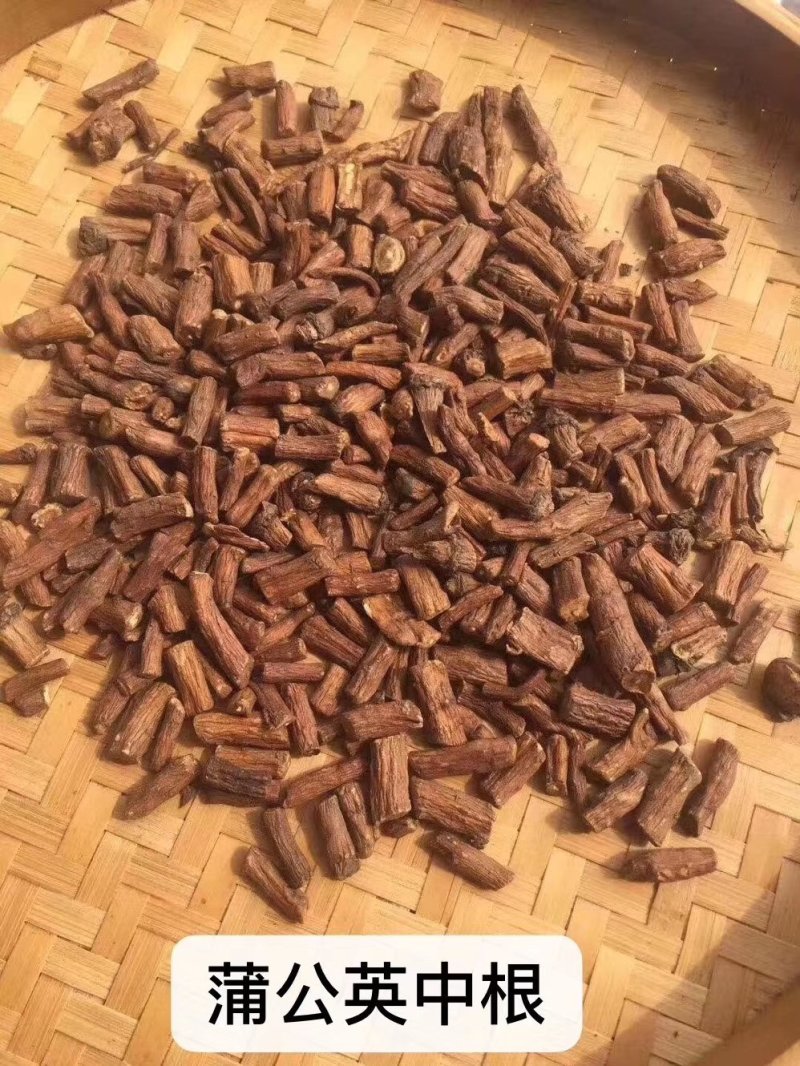 蒲公英根