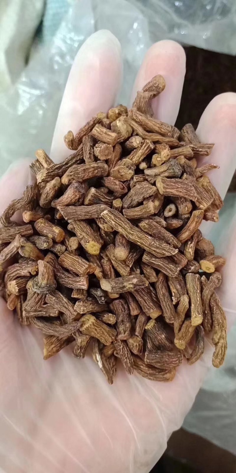 蒲公英根