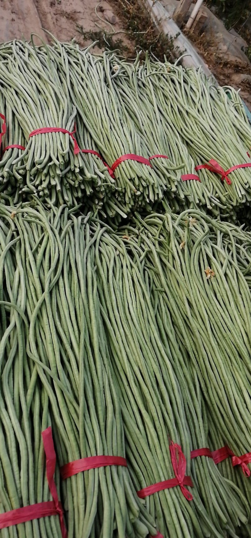山东莘县董杜庄镇蔬菜种植基地长豆角大量上市