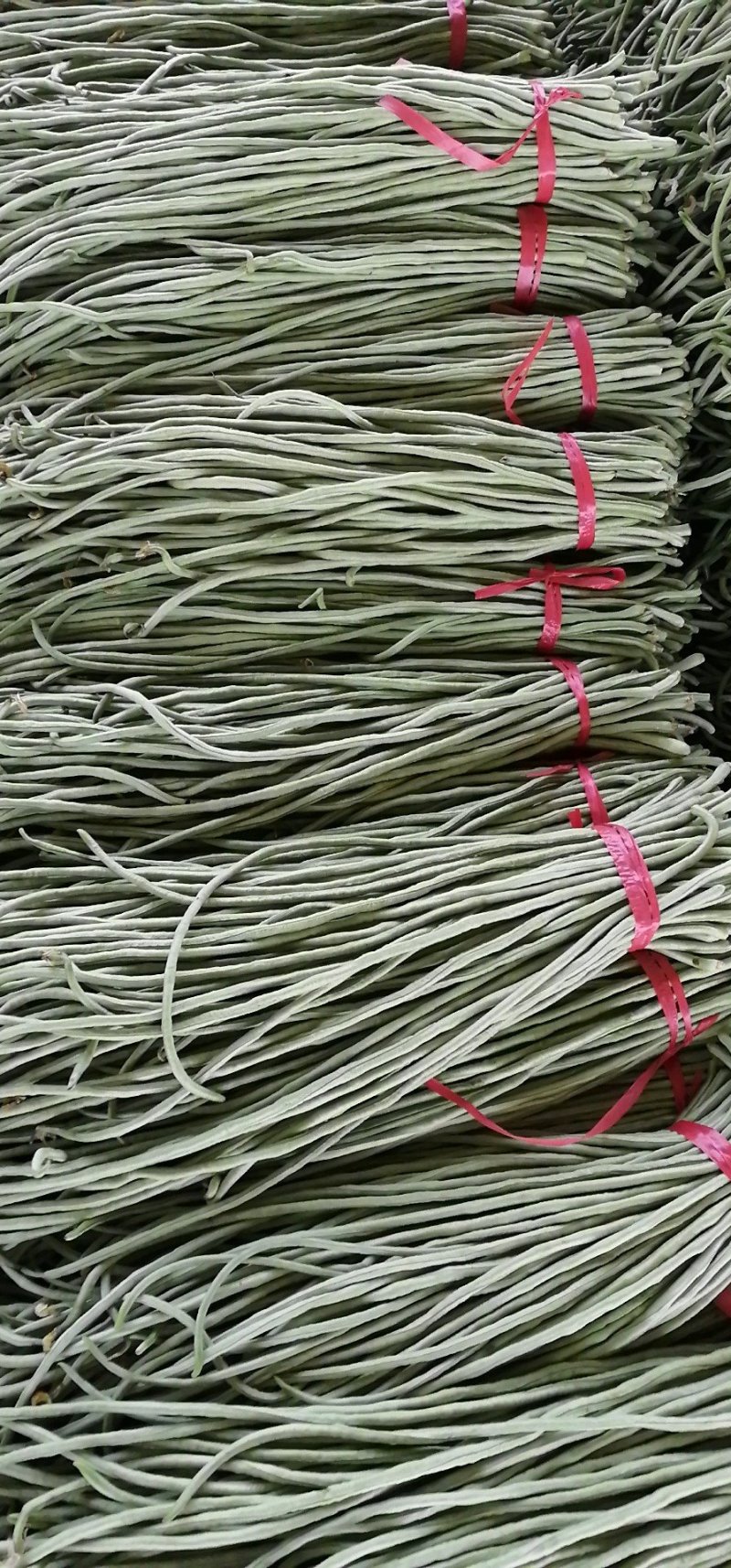 山东莘县董杜庄镇蔬菜种植基地长豆角大量上市