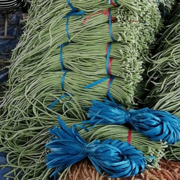 山东莘县董杜庄镇蔬菜种植基地长豆角大量上市