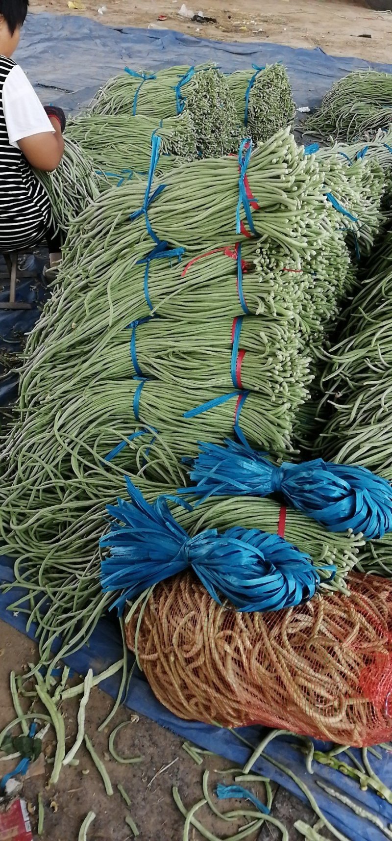 山东莘县董杜庄镇蔬菜种植基地长豆角大量上市