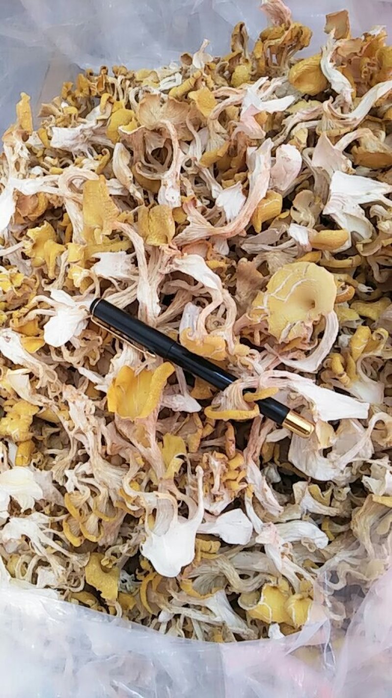 榆黄蘑鸡油菌10斤包邮