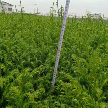 柳杉苗（马尾杉，柳杉）苗圃直销，证件齐全