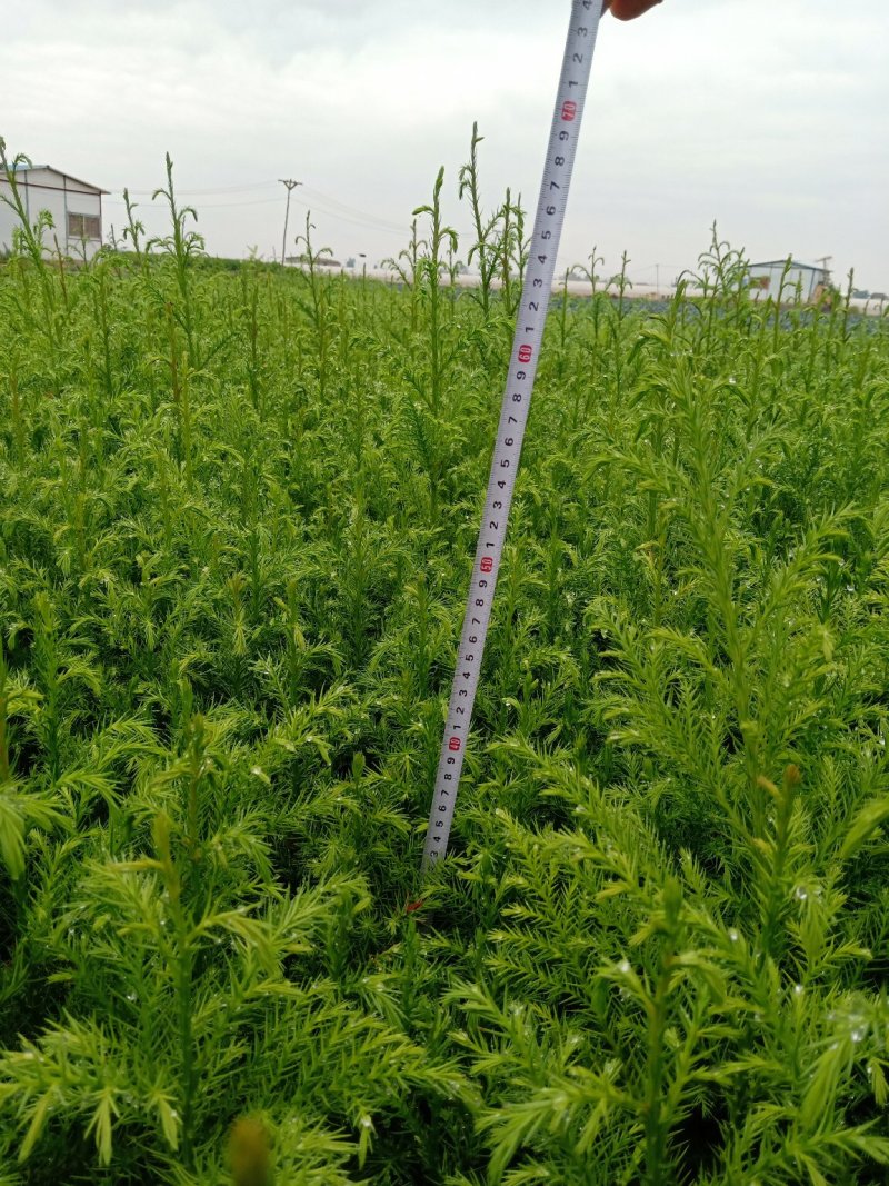柳杉苗（马尾杉，柳杉）苗圃直销，证件齐全