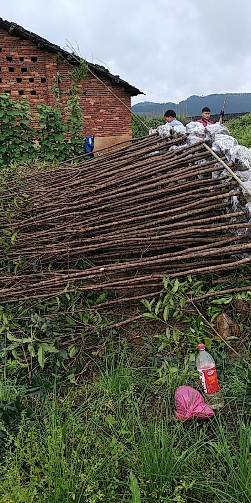 福建丹桂