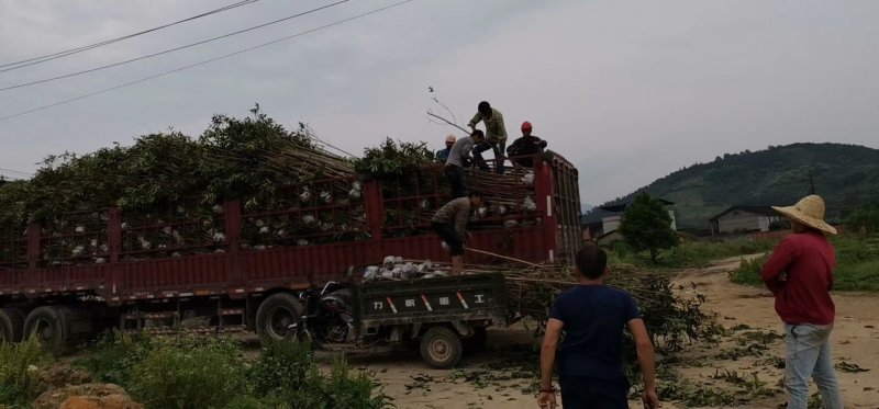 福建丹桂