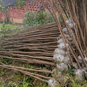 福建丹桂
