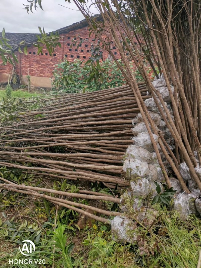 福建丹桂