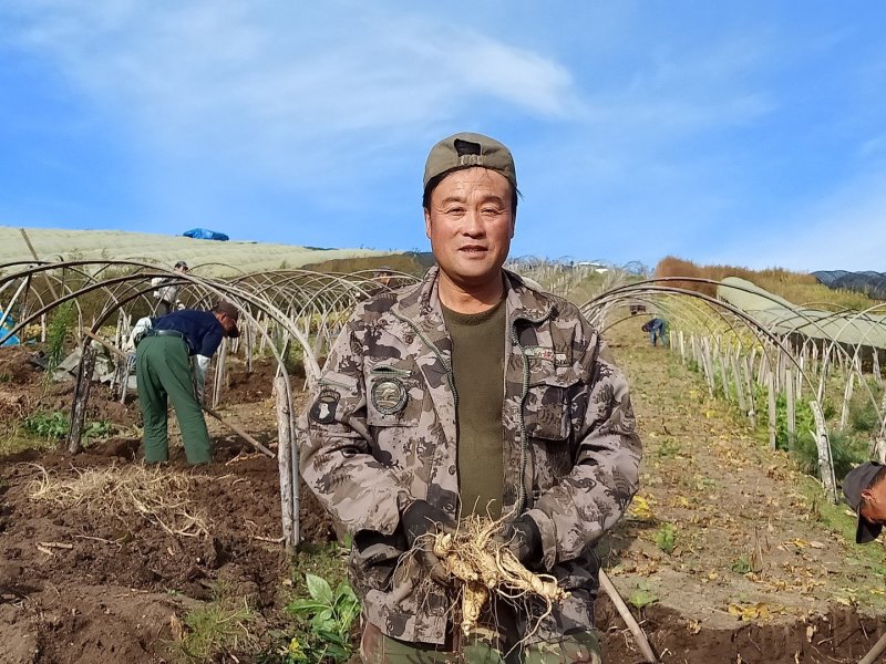 保鲜参长白山保鲜参毛重50-99克泡酒参