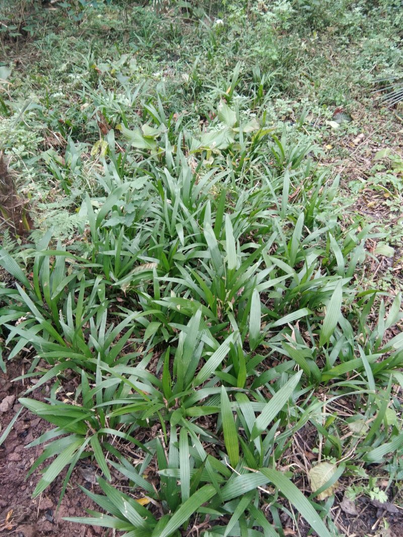 棕树苗棕树小苗棕包树苗棕苞树苗常年供货