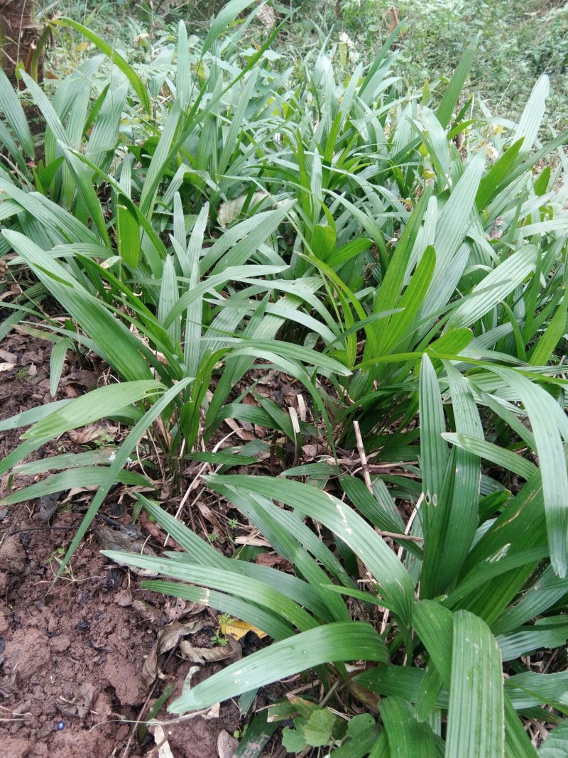 棕树苗棕树小苗棕包树苗棕苞树苗常年供货