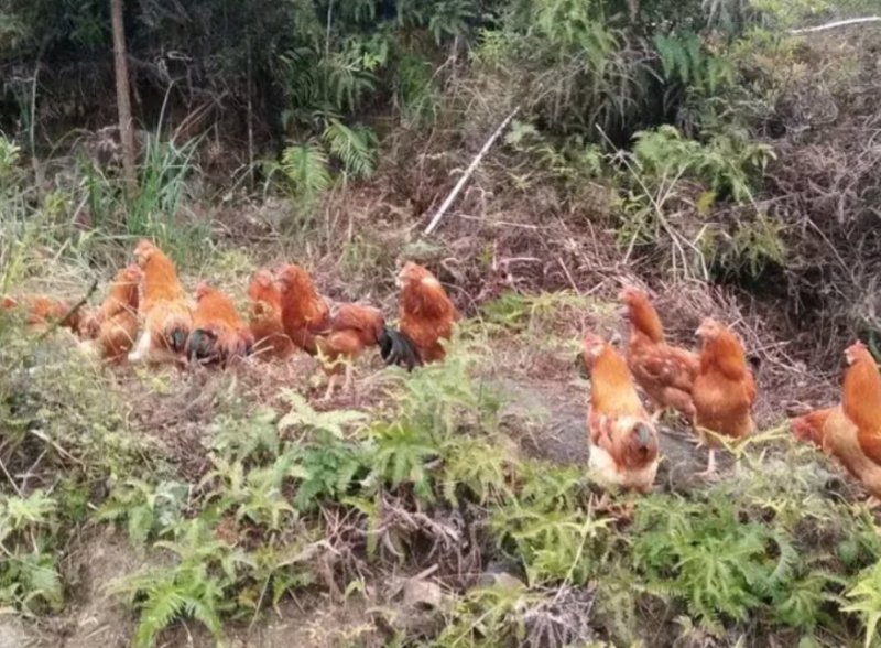 长期供应散养土鸡（土鸡蛋）