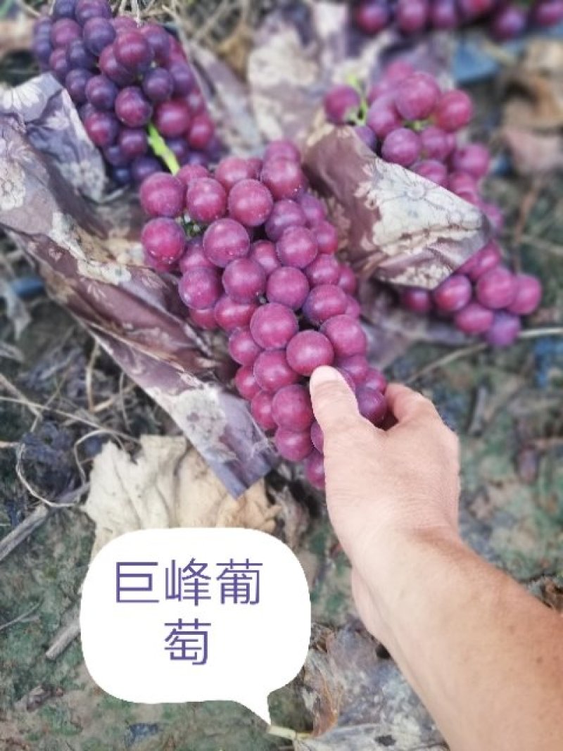 洛阳万亩葡萄基地巨峰葡萄，口感好，量大价格美丽