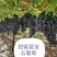 洛阳万亩葡萄基地巨峰葡萄，口感好，量大价格美丽