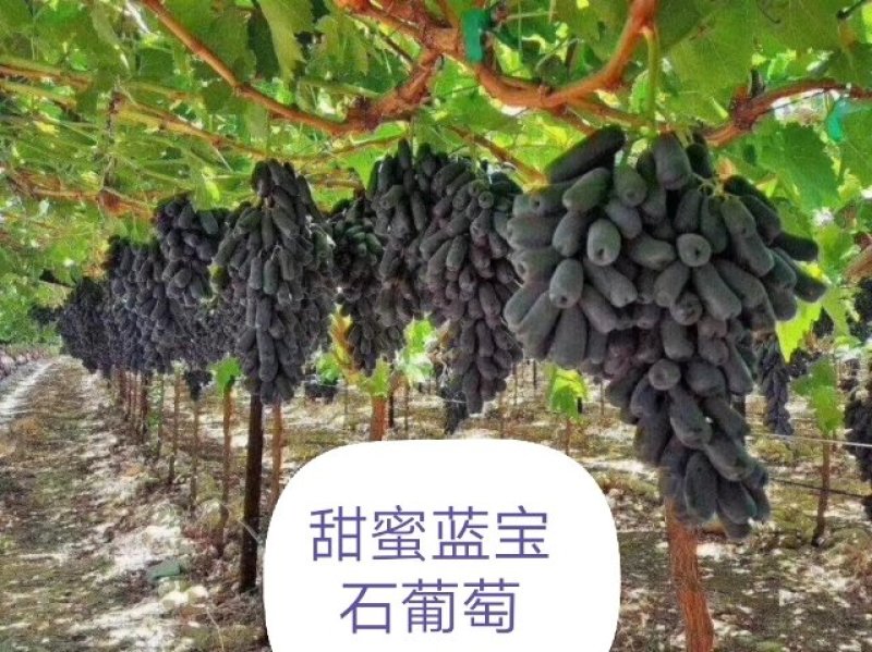 洛阳万亩葡萄基地巨峰葡萄，口感好，量大价格美丽