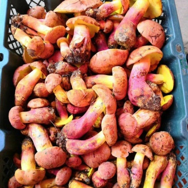 野生红葱牛肝菌
